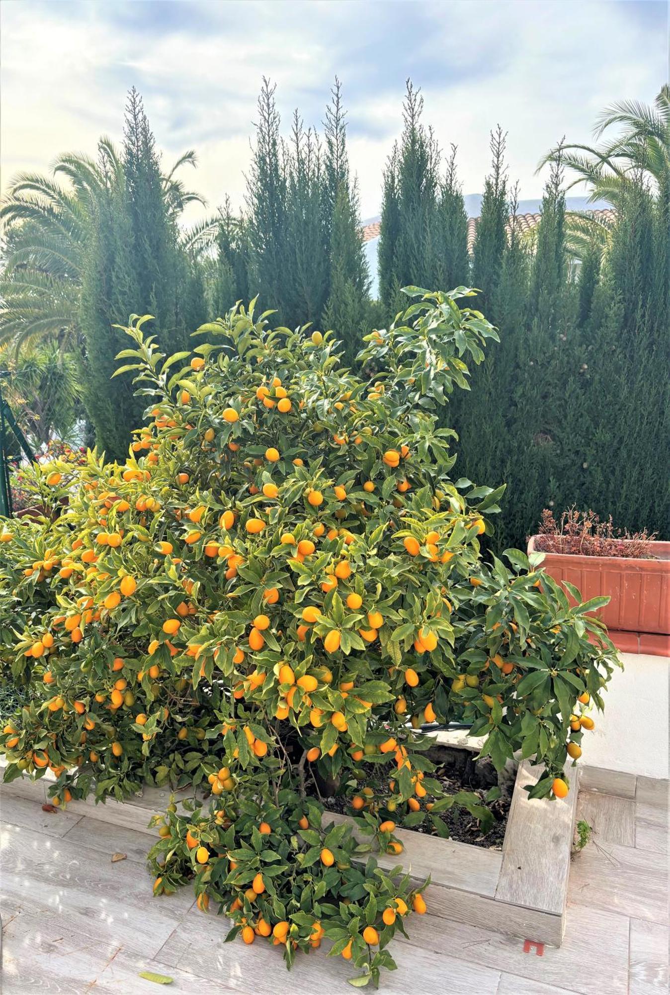 Villa Esmeralda Altea la Vieja 외부 사진